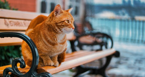  عکس گربه نژاد دی اس اچ