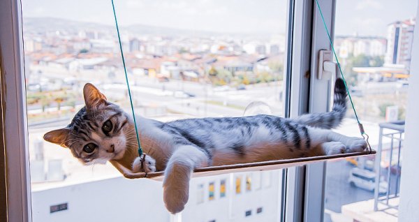  عکس گربه نژاد دی اس اچ