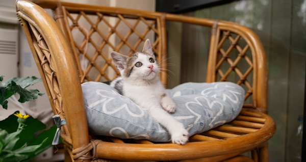  عکس گربه نژاد دی اس اچ