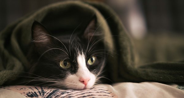  عکس گربه نژاد دی اس اچ