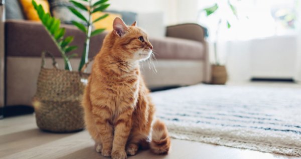  عکس گربه نژاد دی اس اچ