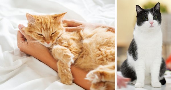  عکس گربه نژاد دی اس اچ