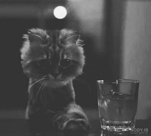 عکس گربه برای پروفایل پسرانه
