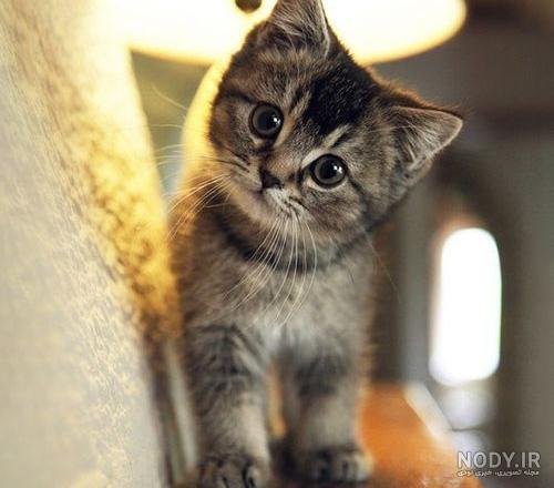  عکس گربه برای پروفایل پسرانه