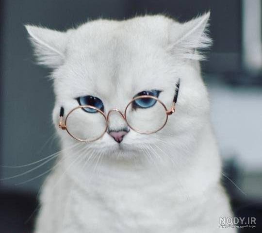  عکس گربه برای پروفایل پسرانه
