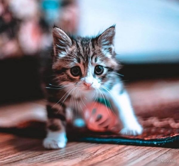  عکس گربه برای پروفایل پسرانه
