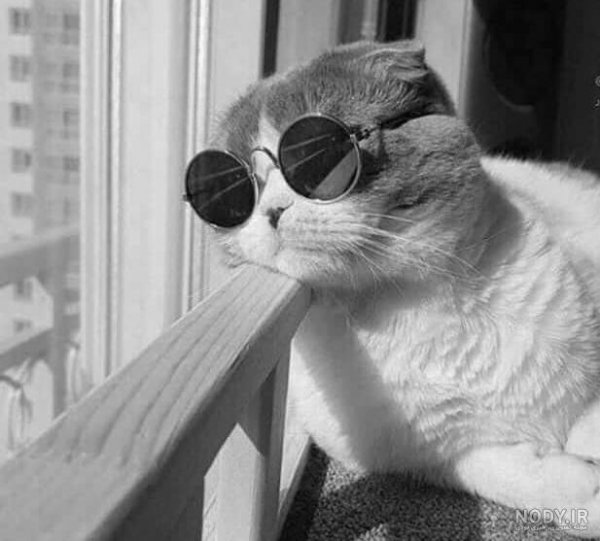  عکس گربه برای پروفایل پسرانه