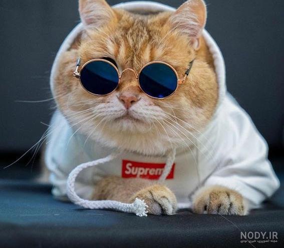  عکس گربه برای پروفایل پسرانه