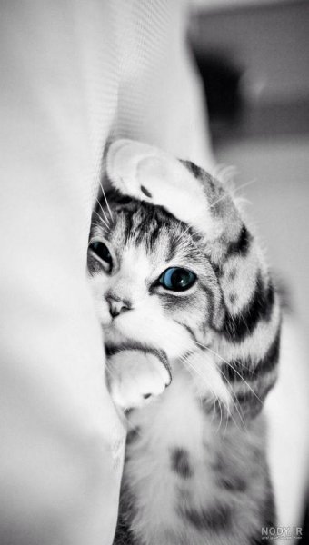  عکس گربه برای پروفایل پسرانه