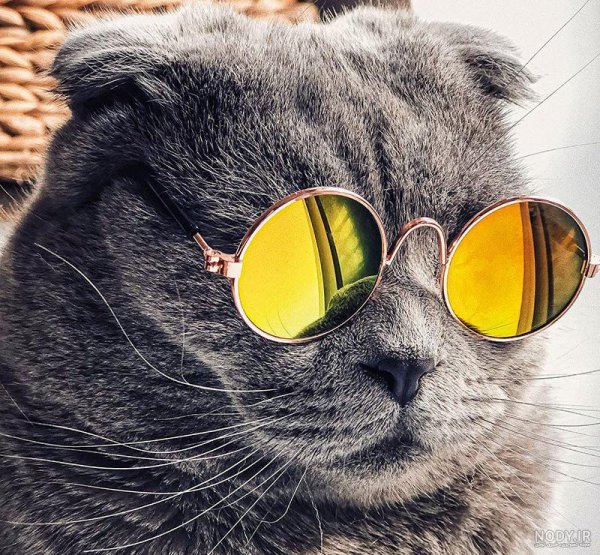  عکس گربه برای پروفایل پسرانه