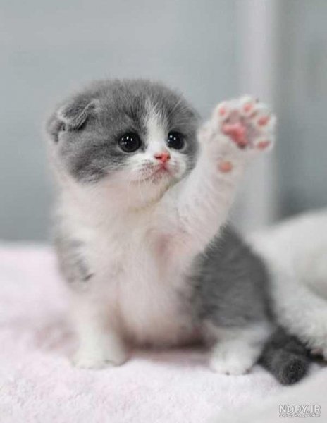  عکس گربه برای پروفایل پسرانه