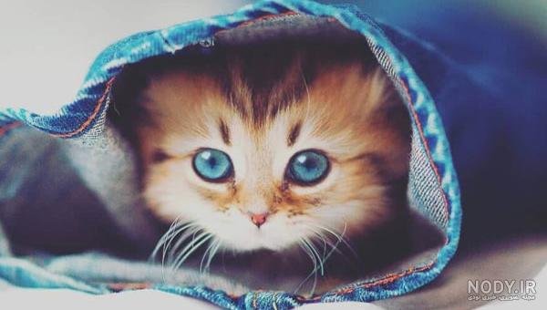  عکس گربه برای پروفایل پسرانه