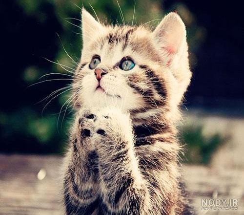  عکس گربه برای پروفایل پسرانه