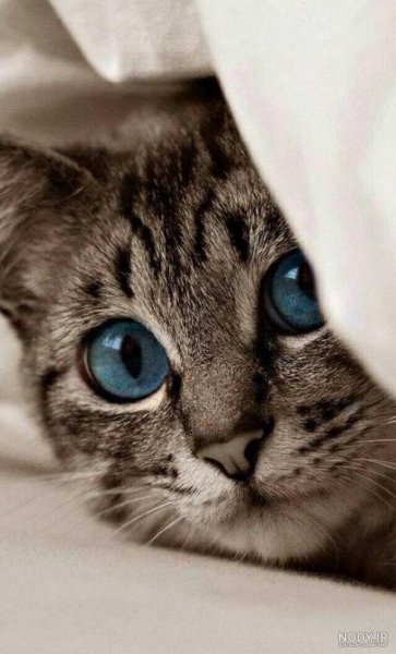  عکس گربه برای پروفایل پسرانه