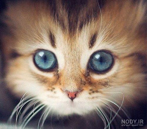  عکس گربه برای پروفایل پسرانه