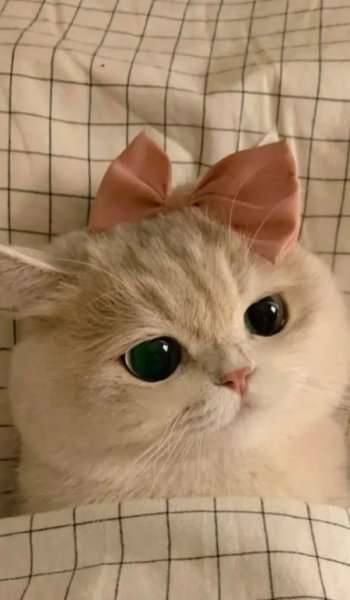  عکس گربه گوگولی برای استوری