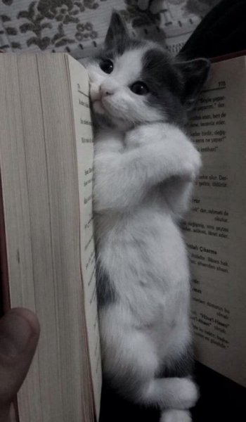  عکس گربه گوگولی برای استوری