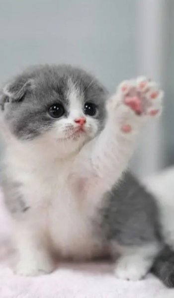  عکس گربه گوگولی برای استوری