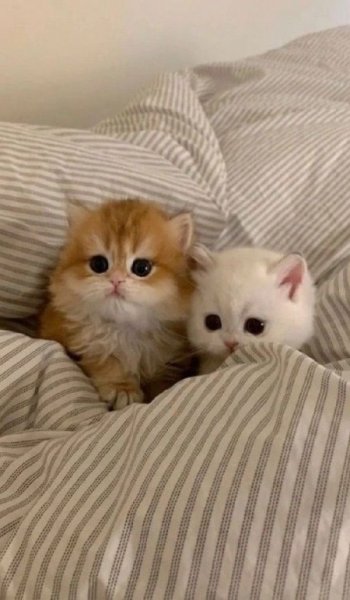  عکس گربه گوگولی برای استوری