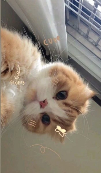  عکس گربه گوگولی برای استوری