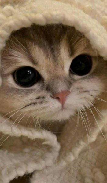  عکس گربه گوگولی برای استوری