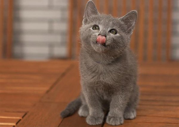  عکس گربه های پشمالو