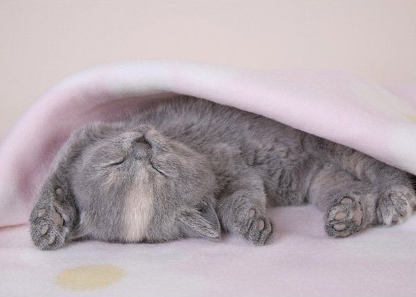  عکس گربه های پشمالو