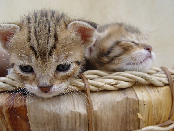 عکس گربه پشمالو برای پروفایل