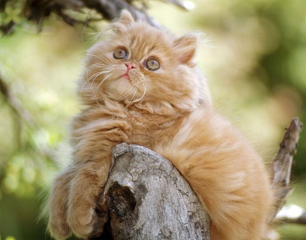 عکس گربه پشمالو برای پروفایل