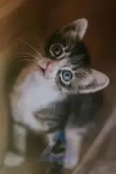  عکس بچه گربه ناز