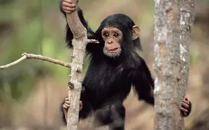 عکس میمون ها