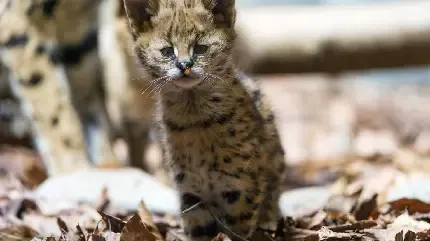  عکس بچه جگوار زیبا