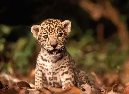  عکس بچه جگوار زیبا