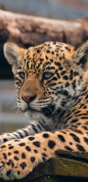  عکس بچه جگوار زیبا