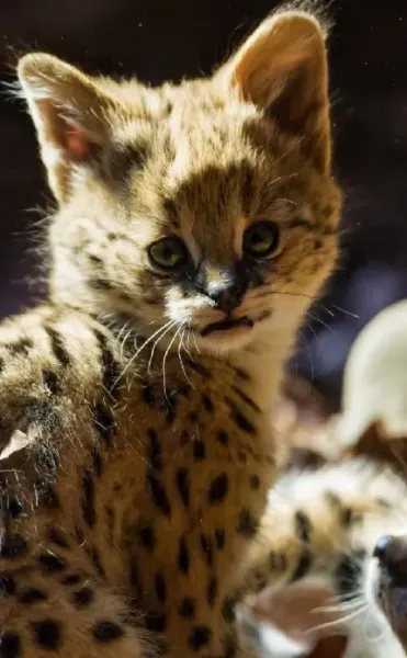  عکس بچه جگوار زیبا