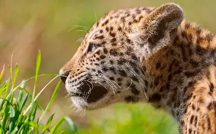  عکس بچه جگوار زیبا