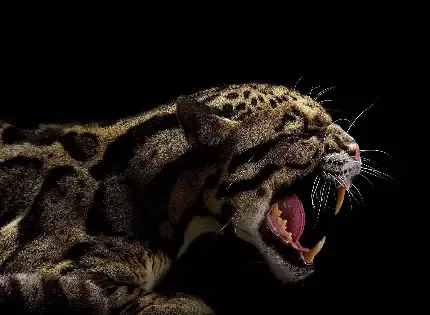  عکس جگوار ترسناک