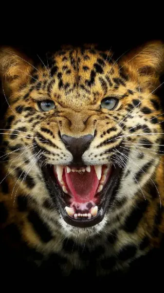  عکس جگوار برای تصویر زمینه