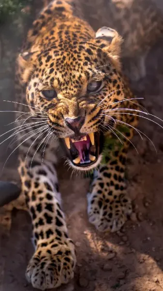  عکس جگوار برای تصویر زمینه