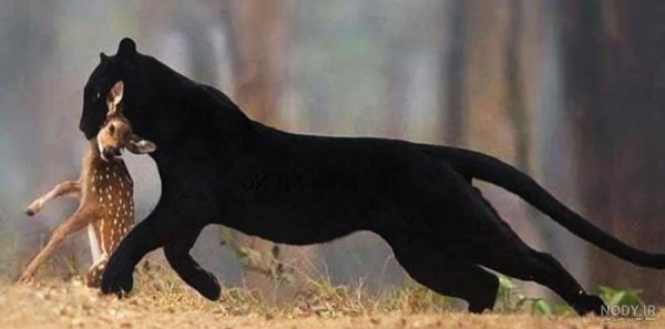 عکس جگوار سیاه خفن