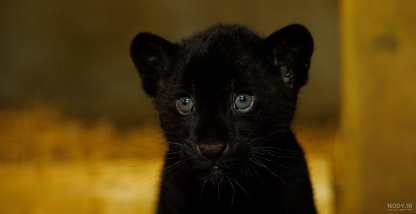  عکس جگوار سیاه خفن