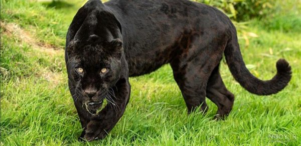  عکس جگوار سیاه خفن