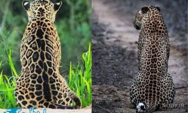  عکس جگوار سیاه خفن