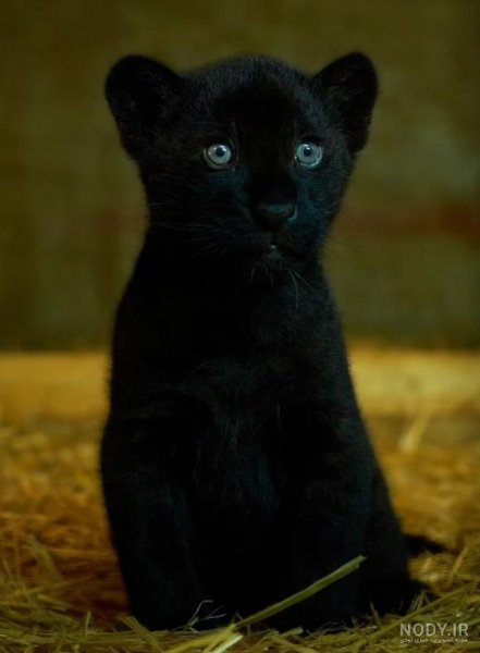  عکس جگوار سیاه خفن