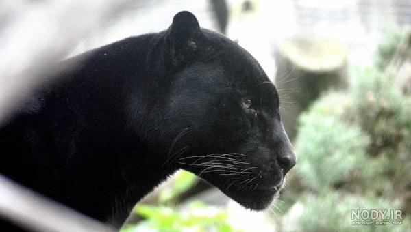  عکس جگوار سیاه خفن