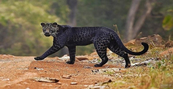  عکس جگوار سیاه خفن