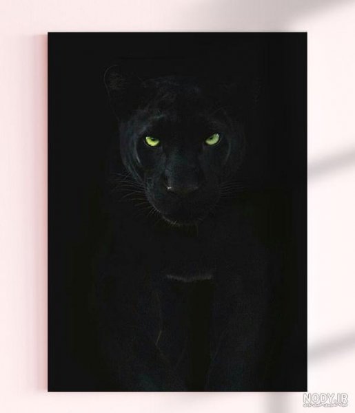  عکس جگوار سیاه خفن