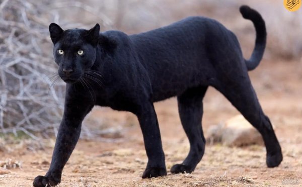  عکس جگوار سیاه خفن