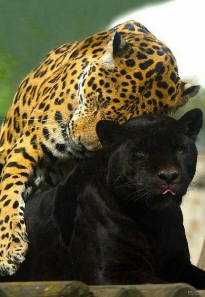  عکس جگوار سیاه خفن