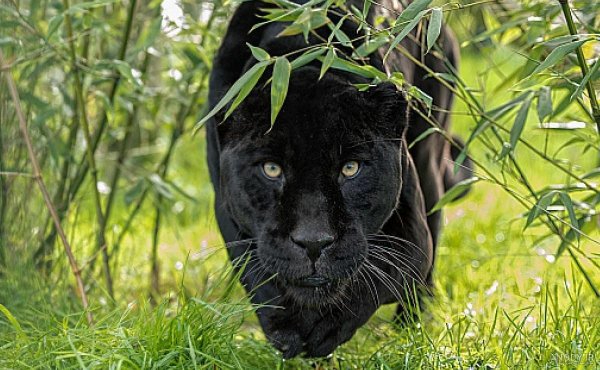  عکس جگوار سیاه خفن